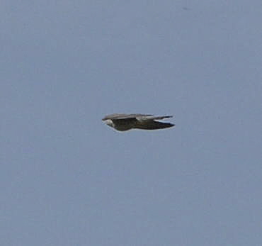 Kuckuck Cuculus canorus Mai 2011 Biedensand Veilchen und Insekten NIKON 132
