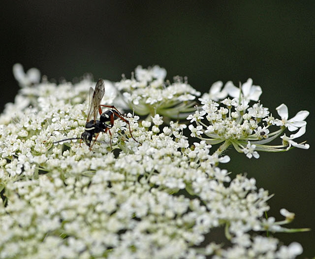 Kuckuckswegwespe Ceropales maculata Juli 2012 FFH Wald Insekten 089