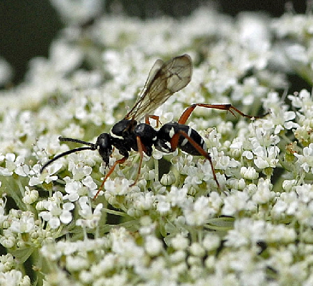 Kuckuckswegwespe Ceropales maculata Juli 2012 FFH Wald Insekten 090
