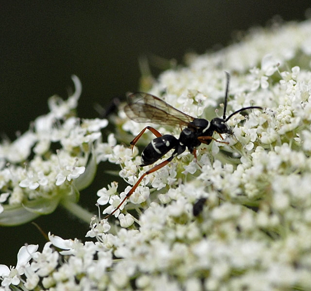 Kuckuckswegwespe Ceropales maculata Juli 2012 FFH Wald Insekten 091