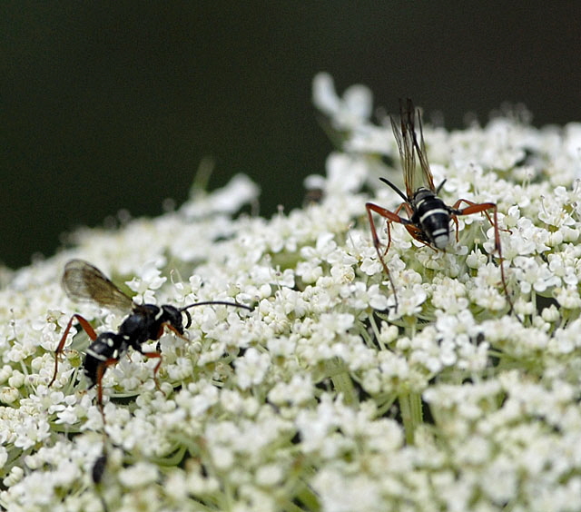 Kuckuckswegwespe Ceropales maculata Juli 2012 FFH Wald Insekten 092