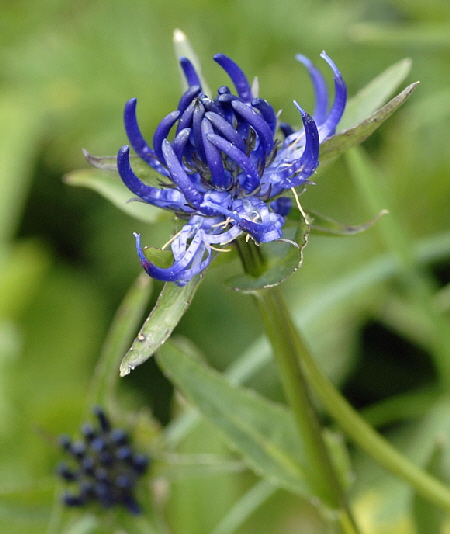 Kugelige Teufelskralle (Phyteuma orbiculare)_9.7.2011 Allgu Alpen Fellhorn 17