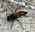 Kurzstiel-Sandwespe (Podalonia affinis) kl.