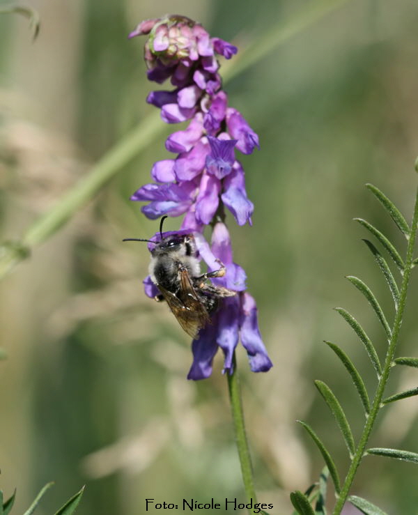 Langhornbiene Eucera longicornis-HttenfeldbeiSportplatz-18.06.09-2-N