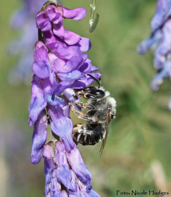 Langhornbiene Eucera longicornis-HttenfeldbeiSportplatz-18.06.09-4-N