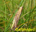 Lauchschrecke Parapleurus alliaceus kl.