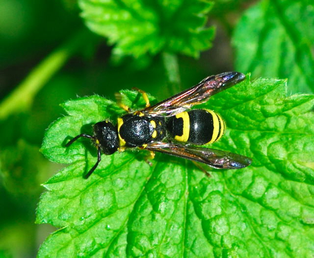 Lehmwespe Ancistrocerus nigricornis  April  2010 Huett Blumen Insekten_NIKON 014