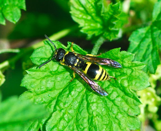 Lehmwespe Ancistrocerus nigricornis  April 2010 Huett Blumen Insekten_NIKON 013