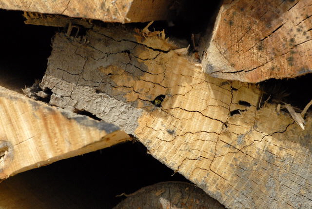 Lehmwespe Ancistrocerus nigricornis April 2011 Laudenbach Insekten und Blumen NIKON 047