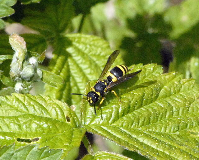 Lehmwespe Ancistrocerus nigricornis April 2011 Laudenbach Insekten und Blumen NIKON 095