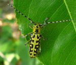 Leiterbock (Saperda scalaris) kl.