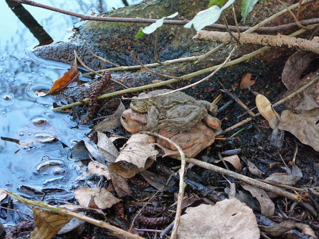 Mrz 2012 Krten + FFH-Wald LA Bienen 023