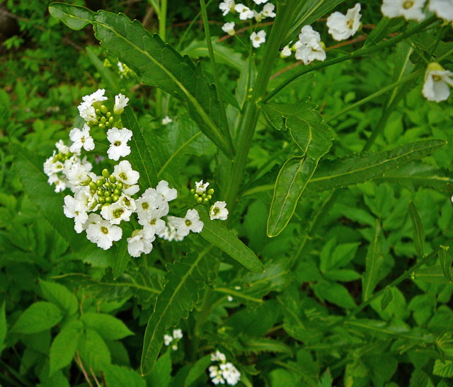 Meerrettich (Armoracia rusticana) Mai  2012 Alpen Ammergebirge, Grasnang 093