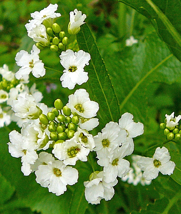 Meerrettich (Armoracia rusticana) Mai 2012 Alpen Ammergebirge, Grasnang 093a