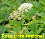 Meisterwurz (Peucedanum ostruthium) 1 kl.
