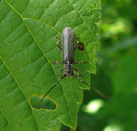 Metallfarbener Lindenbock (Stenostola cf. dubia) 2012-05-25 Pflzer Wald, Hinterweidenthal, Dahn, Schnau 079