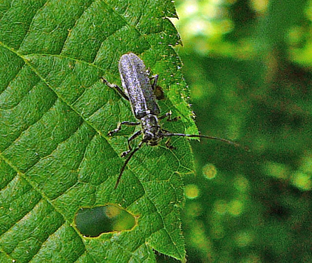 Metallfarbener Lindenbock (Stenostola cf. dubia) 2012-05-25 Pflzer Wald, Hinterweidenthal, Dahn, Schnau 078