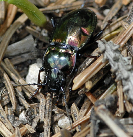 Metallischer Grabkäfer (Pterostichus burmeisteri) 2012-05-20 Garmisch Kreuzeck 1700m hoch NIKON 006 Metallischer Grabkäfer (Pterostichus burmeisteri) 2012-05-20 Garmisch Kreuzeck 1700m hoch NIKON 006