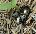 Metallischer Grabkfer (Pterostichus burmeisteri) kl.