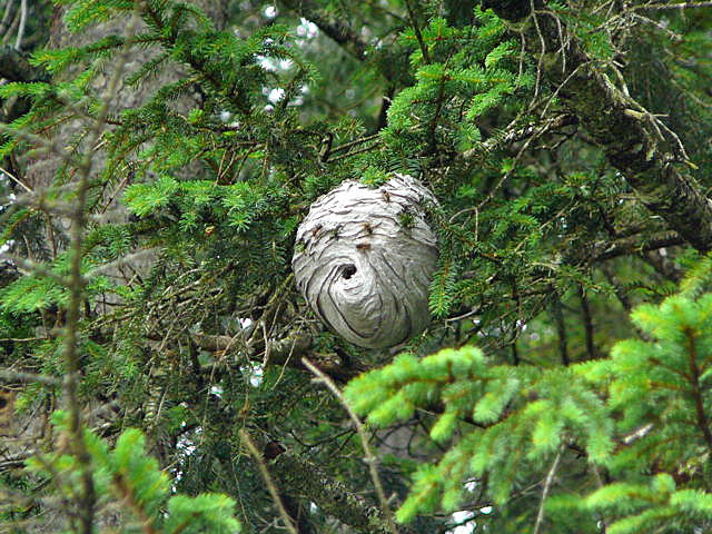 Mittlere Wespe oder Kleine Hornisse (Dolichovespula media) 2011-07-15 Nationalpark Berchtesgarden Wimbachklamm+gries 116