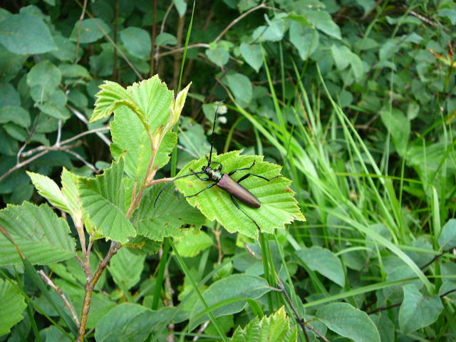 Moschusbock (Aromia moschata) 12.7.2011 Zugspitze u. Krn Wiese 140