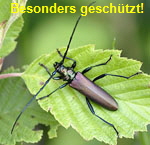 Moschusbock (Aromia moschata) kl.