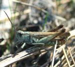 Nachtigall-Grashpfer (Chorthippus biguttulus)  Mnnchen  kl.