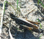 Nachtigall-Grashpfer (Chorthippus biguttulus) 1kl.