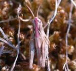 Nachtigall-Grashpfer (Chorthippus biguttulus) 2 kl.