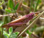 Nachtigall-Grashpfer (Chorthippus cf.biguttulus) kl.