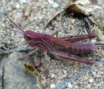 Nachtigall-Grashpfer Chorthippus biguttulus Larve kl.