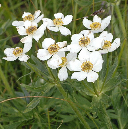 Narzissenbltiges Windrschen Anemone narzissiflora Urlaub 2011 9.7.2011 Allgu Alpen Fellhorn NIKON 030b