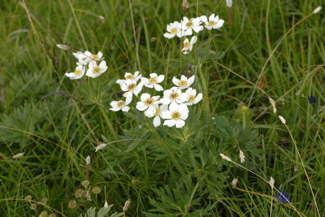 Narzissenbltiges Windrschen Anemone narzissiflora Urlaub 2011 9.7.2011 Allgu Alpen Fellhorn NIKON 030