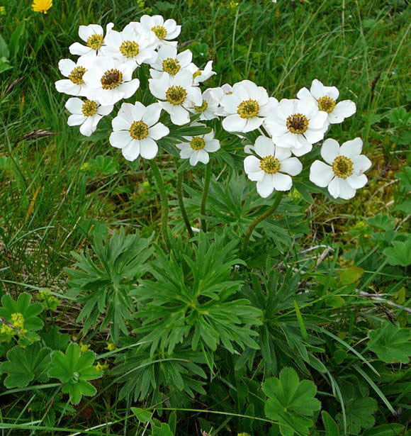 Narzissenbltiges Windrschen Urlaub 2011 9.7.2011 Allgu Alpen Fellhorn Oberstdorf-Faistenoy 131