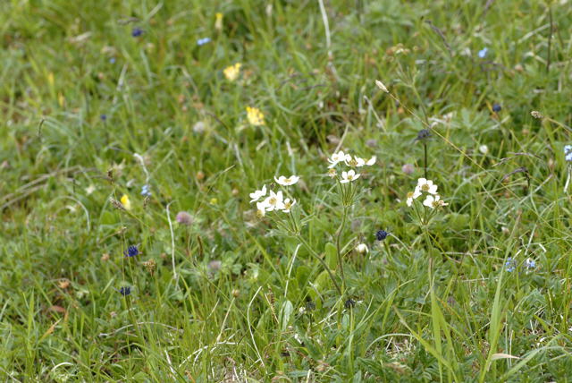 Narzissenbltiges Windrschen Urlaub 2011 9.7.2011 Allgu Alpen Fellhorn NIKON 026