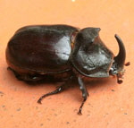 Nashornkfer (Oryctes nasicornis) kl.