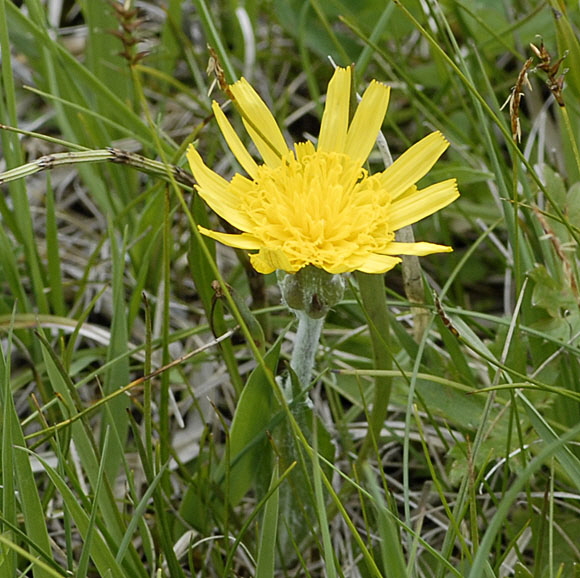 Niedrige Schwarzwurzel (Scorzonera humilis) Mai  Alpen 2012 Ammergebirge, Grasnang NIKON 045