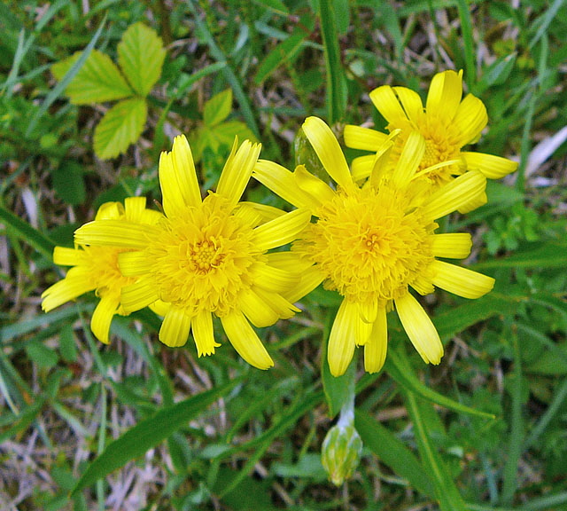 Niedrige Schwarzwurzel (Scorzonera humilis) Mai 2012 Alpen Ammergebirge, Grasnang 039