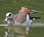 Nilgans-schwimmend_kl_