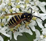 Norwegische Wespe - Dolichovespula norwegica M kl.