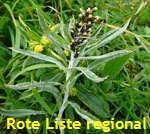 Norwegisches Ruhrkraut kl.