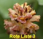 Pestwurz-Sommerwurz 1 kl.