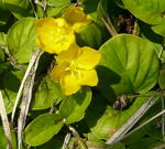 Pfennig-Gilbweiderich Lysimachia nummularia kl.