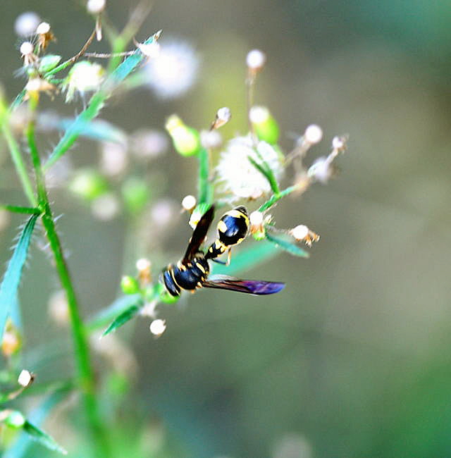 Pillenwespe 1 Eumenes sp. Sep 2009 Htt. vor  A67 NIKON 092