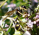 Pillenwespe 2 Eumenes spec. kl.