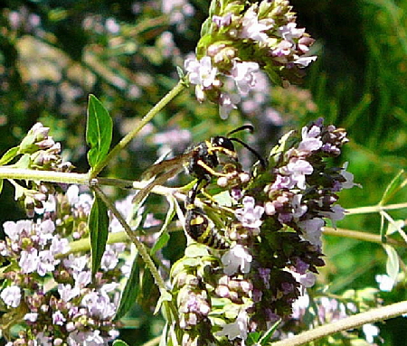 Pillenwespe 2 Eumenes spec. Juli 2010 Insekten Garten 054