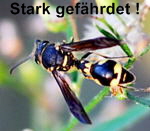 Pillenwespe Eumenes sp. kl.