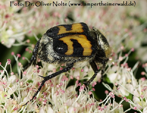 Pinselkäfer Trichius sexualis Dr. Oliver Nolte Pinselkäfer Trichius sexualis Dr. Oliver Nolte