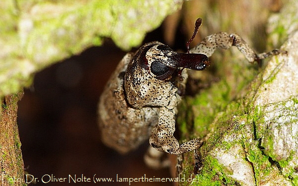 Plattrler Gasterocercus depressirostris (600) RL1.Dr.Nolte