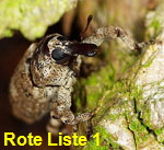Plattrler Gasterocercus depressirostris Dr.Oliver Nolte kl.